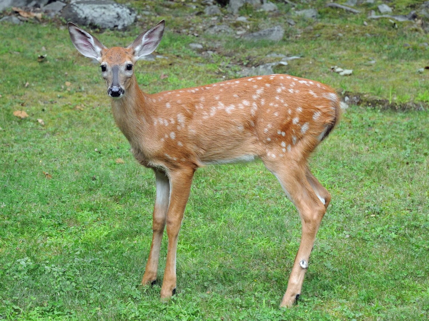 This is a fawn, seen during August, so it is a little over two months old. During spring and summer, both fawns and adult deer have a lighter summer coat, appearing almost burnt orange in the right light. Fawns are weaned from two to three months old and will weigh around 70 pounds by their first winter. Young does leave the mother after two years; young bucks leave after the first year.